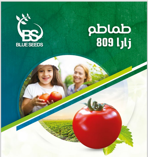 طماطم زارا 809