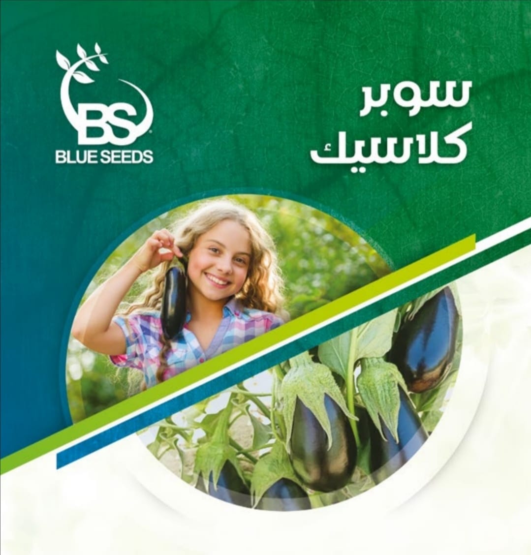 باذنجان سوبر كلاسيك