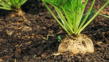 1539169033_995_159337_sugarbeet1000x480 1539169033_995_159337_sugarbeet1000x480