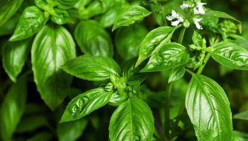 health-benefits-of-basil health-benefits-of-basil